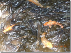  �����Ȍ��