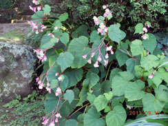 �H�C�����}���Ă����