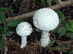 ����x���`�e�Ƀe�B�A�b�v