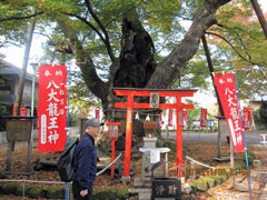 八大龍王神を祀る欅