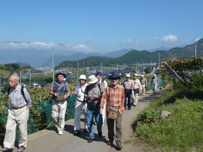 ぶどう畑の横を陽射しを浴びながら歩く