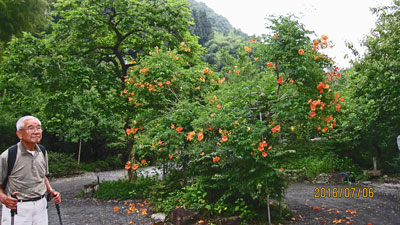 のうぜんかずらの傍らで思索に耽る加藤さん