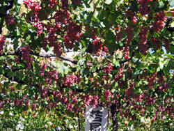 たわわに実ったぶどう（１）