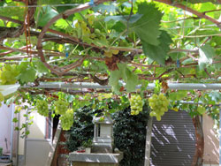 たわわに実ったぶどう（２）