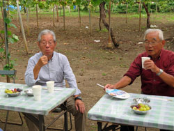 たわわに実ったぶどう（１）